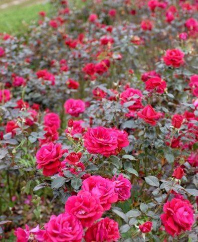 Bed and Breakfast Chateau Belles Graves Pomerols Екстер'єр фото